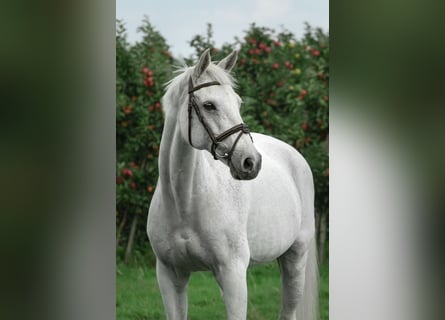 KWPN, Stute, 16 Jahre, 15,3 hh, Schimmel