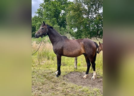 KWPN, Mare, 16 years, 16,1 hh, Brown