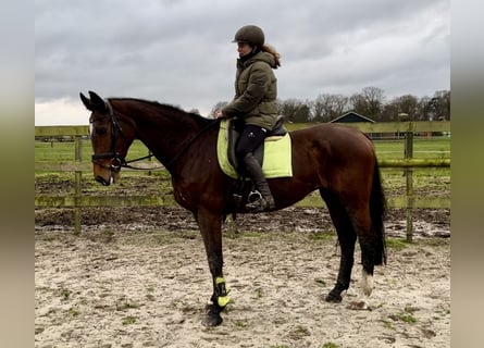 KWPN, Mare, 16 years, 16,1 hh, Brown