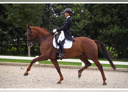 KWPN, Mare, 16 years, 16,1 hh, Chestnut-Red