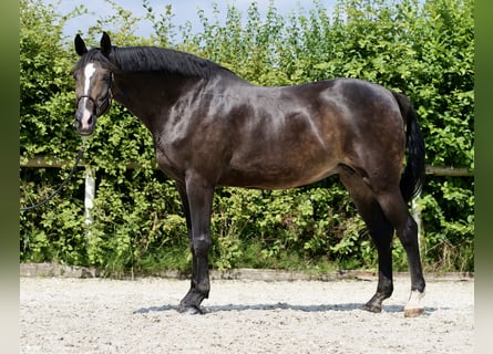 KWPN, Mare, 16 years, 16 hh, Bay-Dark