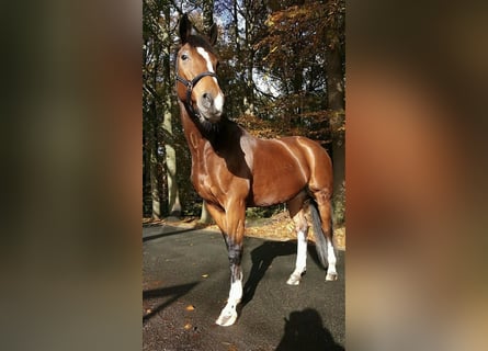 KWPN, Mare, 16 years, 16 hh, Brown