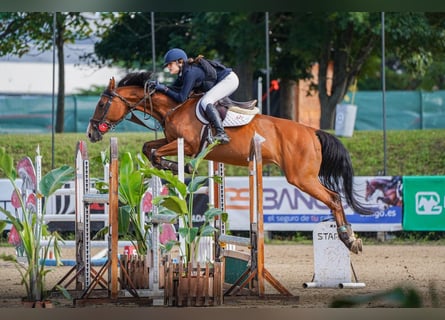 KWPN, Mare, 16 years, 16 hh, Brown