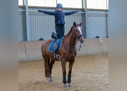 KWPN, Mare, 16 years, 16 hh, Chestnut-Red