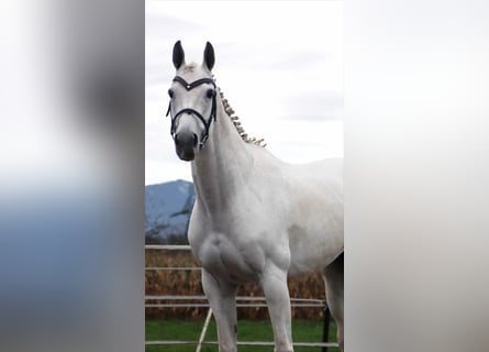 KWPN, Mare, 16 years, 16 hh, Grey