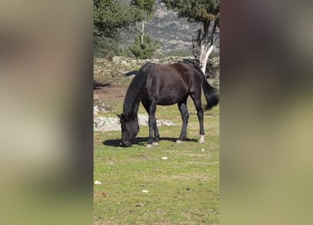 KWPN, Mare, 16 years, 16,1 hh, Black