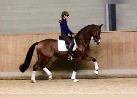 KWPN, Mare, 16 years, 16,1 hh, Brown