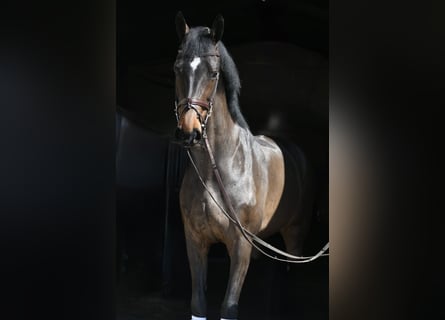 KWPN, Mare, 16 years, 17.1 hh, Bay-Dark