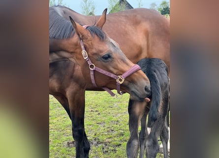 KWPN, Mare, 16 years, 17 hh, Bay-Dark