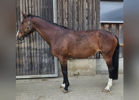 KWPN, Mare, 16 years, 17 hh, Brown