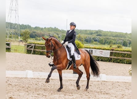 KWPN, Mare, 16 years, 17 hh, Brown