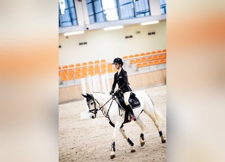 KWPN, Mare, 17 years, 13.2 hh, Grey
