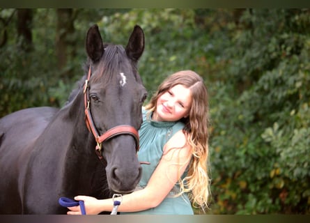 KWPN, Mare, 17 years, 14,2 hh, Smoky-Black