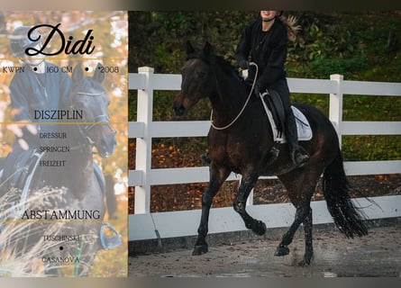 KWPN, Mare, 17 years, 15,2 hh, Bay-Dark