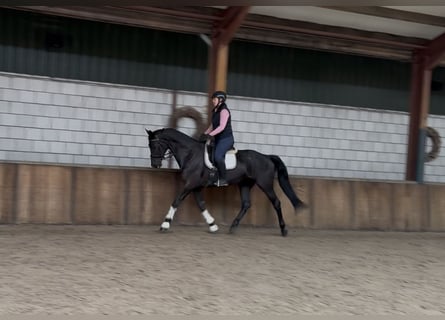 KWPN, Mare, 17 years, 16.2 hh, Black