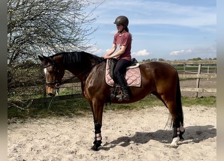KWPN, Mare, 17 years, 16.2 hh, Brown