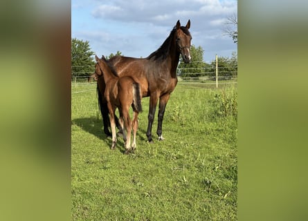 KWPN, Mare, 17 years, 16,2 hh, Brown