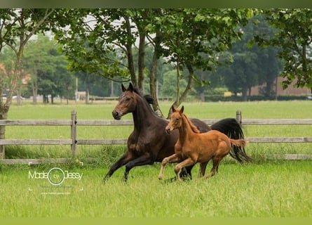 KWPN, Mare, 17 years, 16 hh, Brown