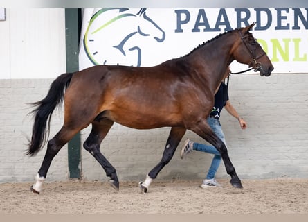 KWPN, Mare, 17 years, Brown