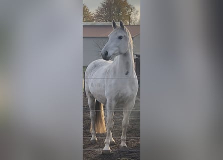 KWPN, Mare, 18 years, 16.2 hh, Gray