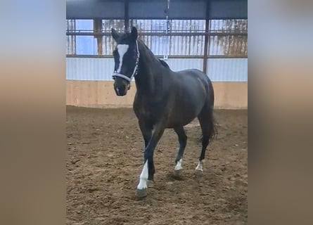 KWPN, Stute, 18 Jahre, 16 hh, Brauner