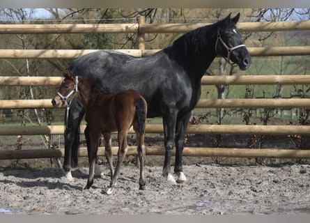 KWPN, Mare, 18 years, 16,1 hh, Black