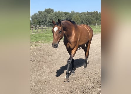 KWPN, Mare, 18 years, 16,1 hh, Brown