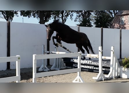 KWPN, Mare, 18 years, Bay