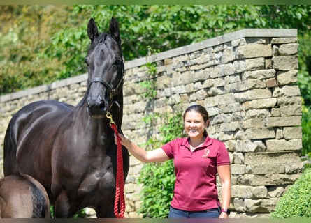 KWPN, Mare, 19 years, 17 hh, Black