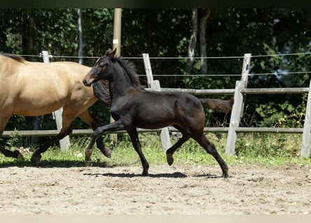 KWPN, Mare, 1 year, 16.1 hh, Brown