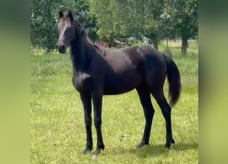 KWPN, Mare, 1 year, 16,2 hh, Black