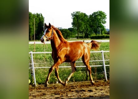 KWPN, Mare, 1 year, 16,3 hh, Chestnut-Red