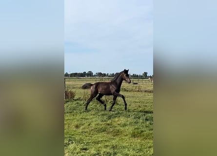 KWPN, Mare, 1 year, 16 hh, Bay