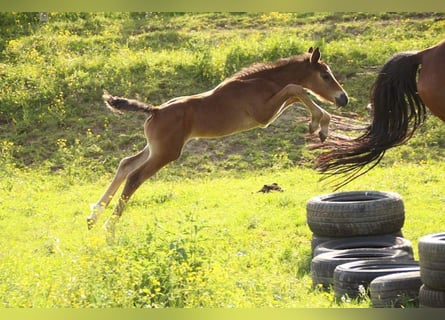 KWPN, Mare, 1 year, 16 hh, Brown