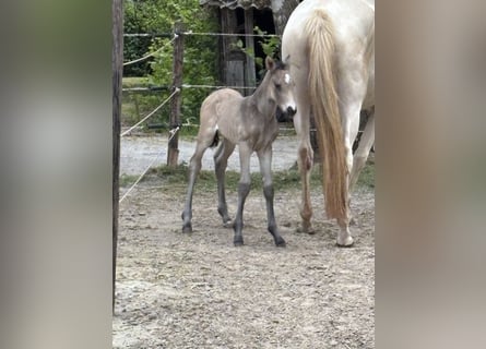 KWPN, Mare, 1 year, 16 hh, Buckskin