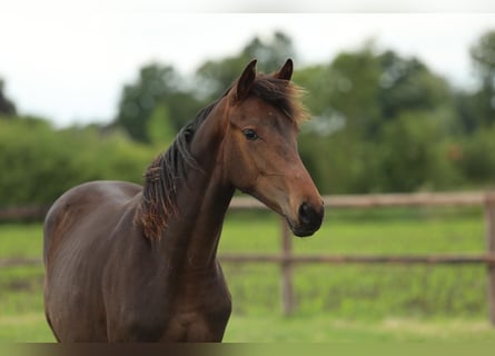 KWPN, Mare, 1 year, 16,1 hh, Brown