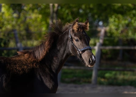 KWPN, Mare, 1 year, 16,2 hh, Black