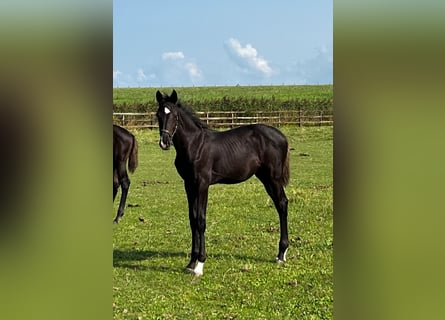 KWPN, Mare, 1 year, Black