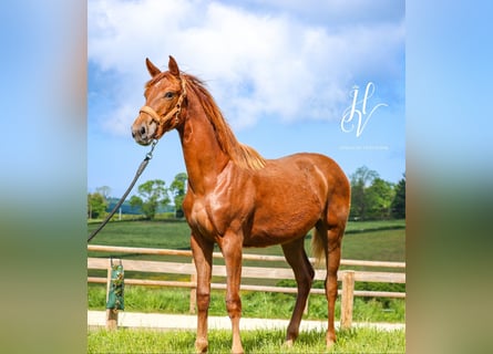KWPN, Mare, 1 year, Chestnut