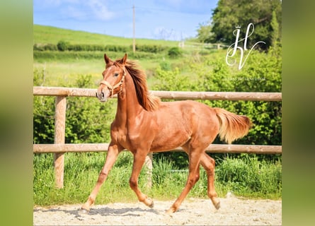 KWPN, Mare, 1 year, Chestnut