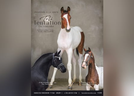 KWPN, Mare, 1 year, Tobiano-all-colors