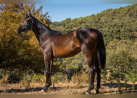 KWPN, Mare, 2 years, 14,3 hh, Brown