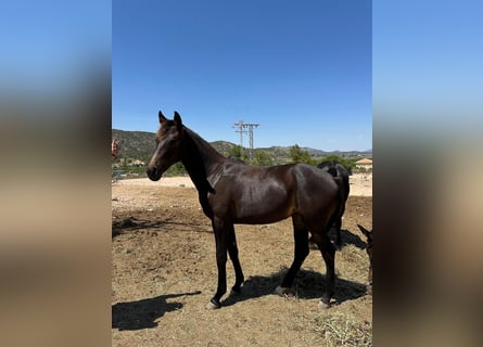 KWPN, Mare, 2 years, 15,2 hh, Bay-Dark