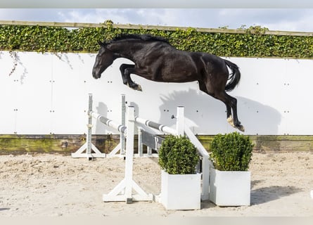 KWPN, Mare, 2 years, 15,2 hh, Smoky-Black