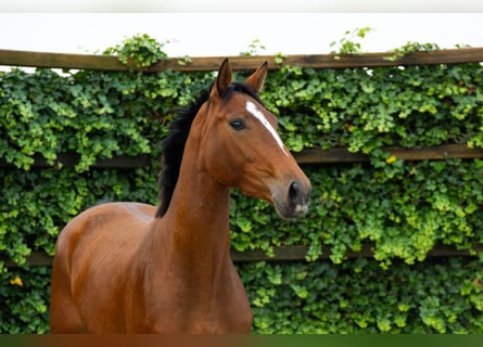 KWPN, Mare, 2 years, 15,3 hh, Brown