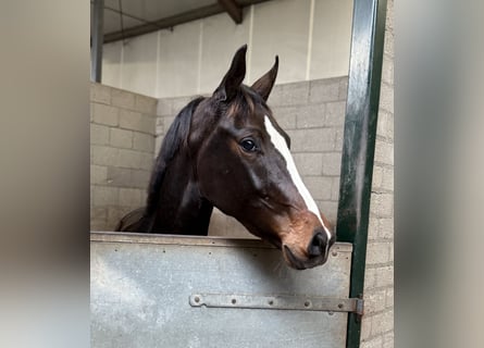 KWPN, Mare, 2 years, 16 hh, Bay-Dark