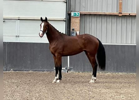 KWPN, Mare, 2 years, 16 hh, Brown