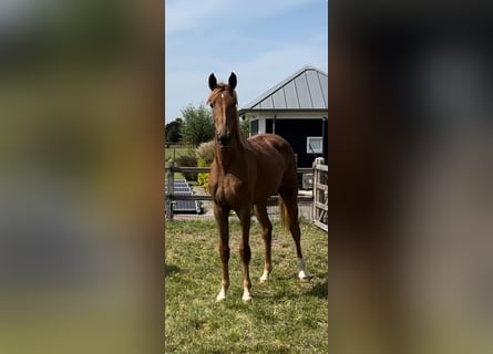 KWPN, Mare, 2 years, 17 hh, Chestnut-Red