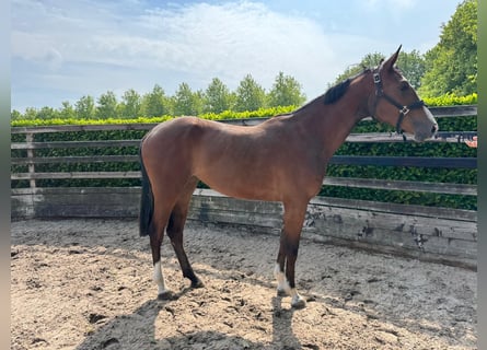 KWPN, Mare, 2 years, Brown