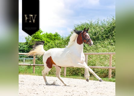 KWPN, Mare, 2 years, Tobiano-all-colors